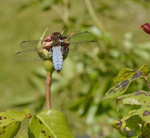 Libellula depressa